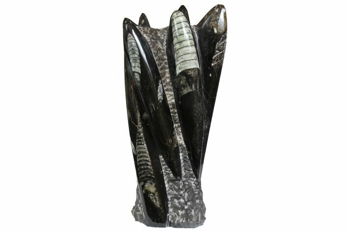 Tall Tower Of Polished Orthoceras (Cephalopod) Fossils #138370